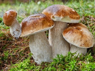 Пазл «Боровики»