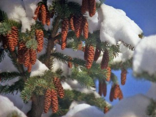 Пазл «Шишки»