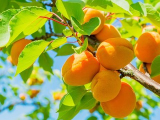 Пазл «Абрикосы»