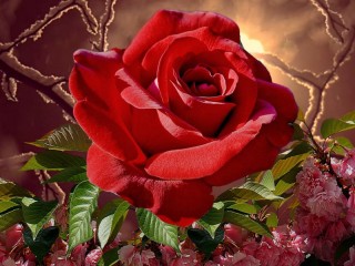 Пазл «Алая роза»