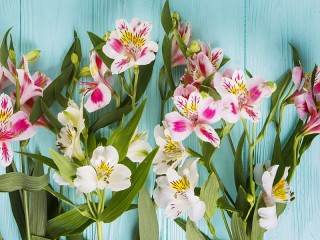 Пазл «Альстромерия»