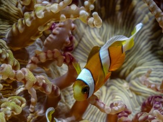 Пазл «Амфиприон»