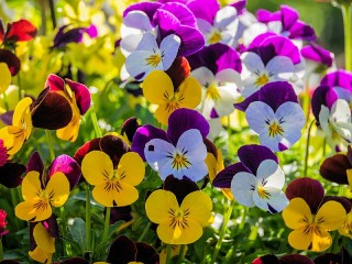 Пазл «Анютины глазки»