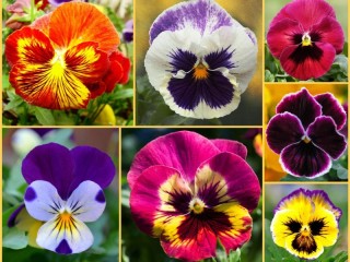 Пазл «Анютины глазки»