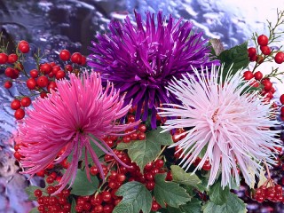 Пазл «Астры»