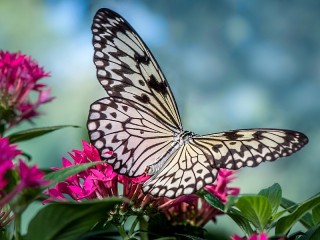 Пазл «Бабочка»