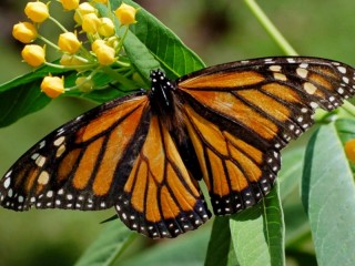 Пазл «Бабочка»