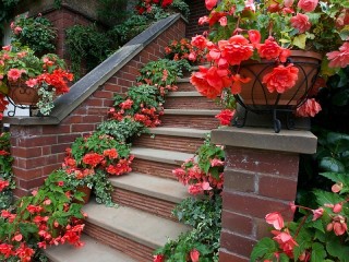 Пазл «Бегонии на ступенях»