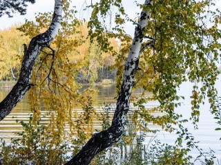 Пазл «Две березки»