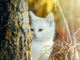 Пазл #29987