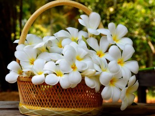 Пазл «Белая плюмерия»