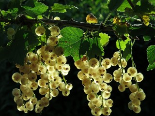 Пазл #59633