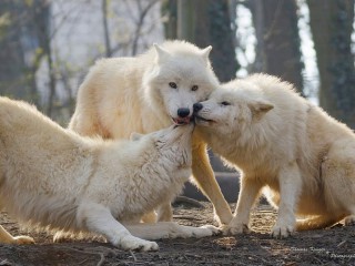 Пазл #70671