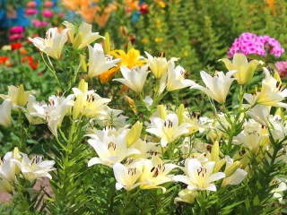 Пазл «Белый лилейник»