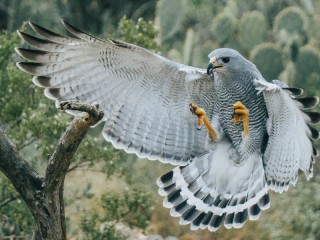 Пазл «Ястреб»