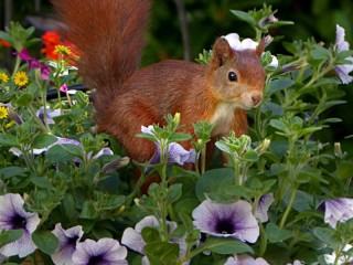 Пазл «Белка и цветы»