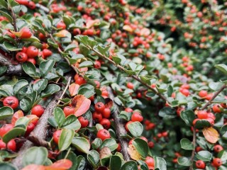 Пазл «Berries»