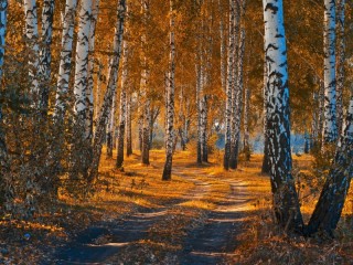 Пазл #73471