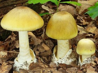 Пазл «Бледная поганка»