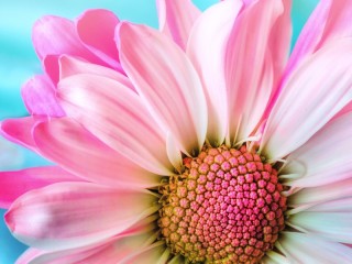 Пазл «Близкоцвет»