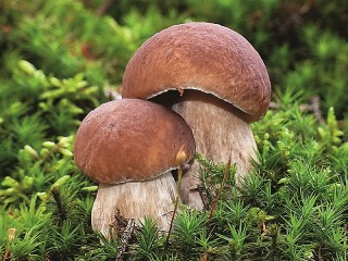 Пазл «Боровички»