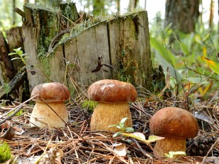 Пазл «Боровики»