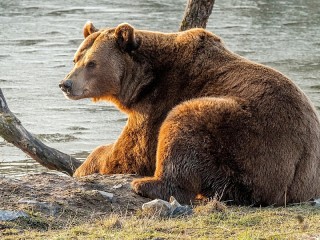 Пазл «Бурый медведь»