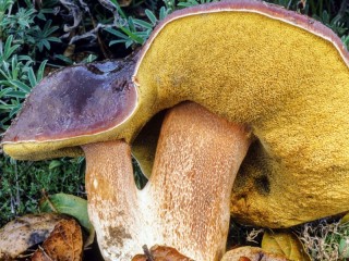 Пазл «Чудо-гриб»