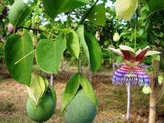 Пазл «Чулюпа»