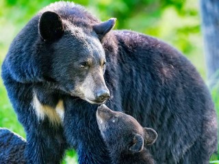 Пазл «Чёрный медведь»