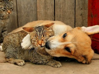 Пазл «Дай поцелую»