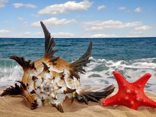 Пазл «Дары моря»