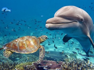 Пазл «Дельфин и черепаха»