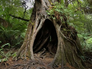 Пазл «Дерево-шалаш»