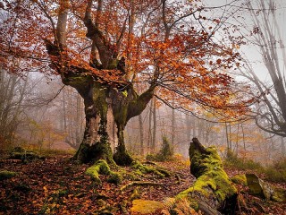 Пазл «дерево»