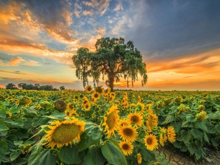 Пазл «Дерево в подсолнухах»