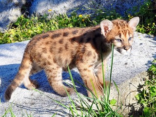 Пазл #3743