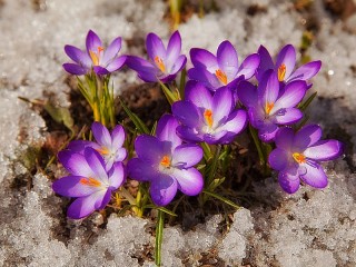 Пазл «Дыхание весны»