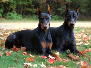 Пазл #44948