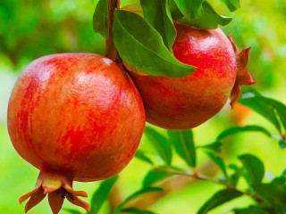 Пазл «Два граната»