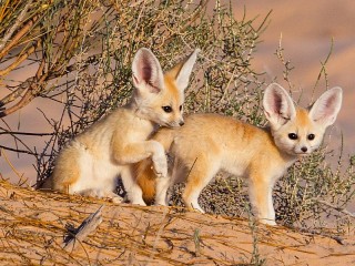 Пазл «Два лисенка»