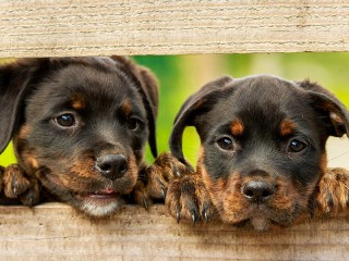 Пазл «Два щенка»