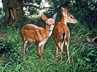 Пазл «Две косули»