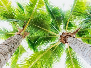 Пазл #1245