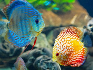 Пазл «Две рыбы»