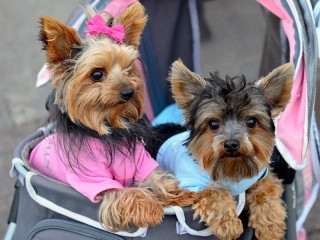 Пазл «Две собаки»