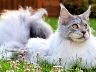 Пазл #49453