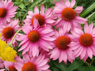 Пазл «Эхинацея»