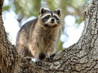 Пазл «Енот на дереве»
