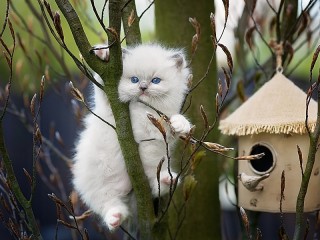 Пазл #39132